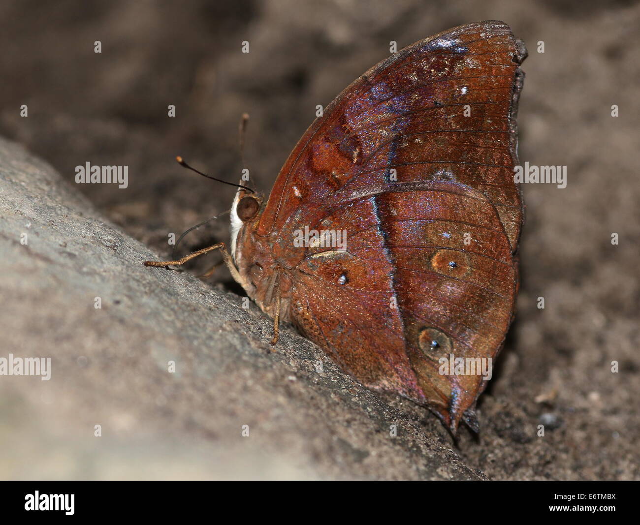 Asian Autumn Leaf a.k.a. (Australian) Leafwing butterfly (Doleschallia bisaltide), seen in profile Stock Photo