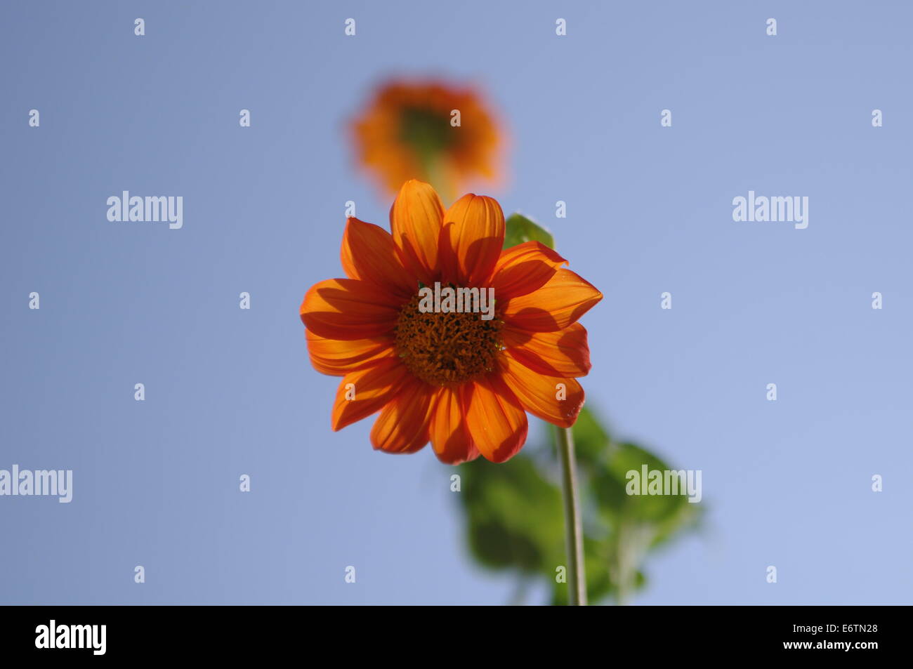 Orange flowers Stock Photo