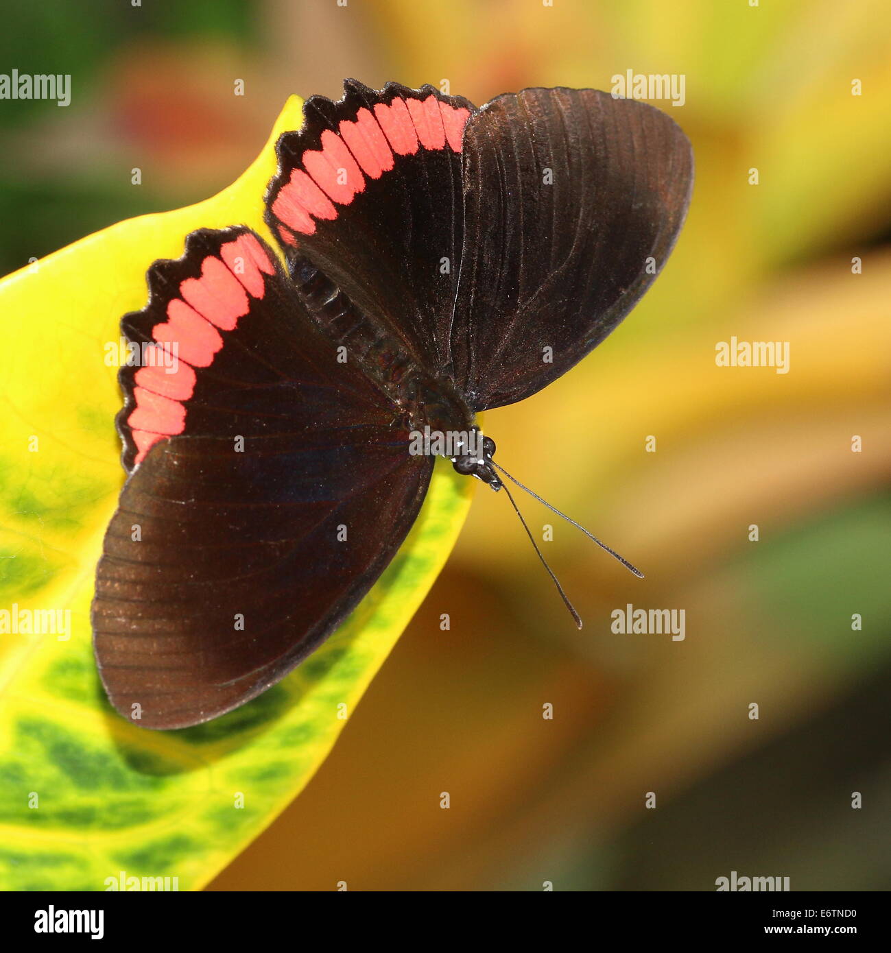Red Rim butterfly (Biblis hyperia) a.k.a. Crimson-banded Black butterfly, found in the Americas Stock Photo