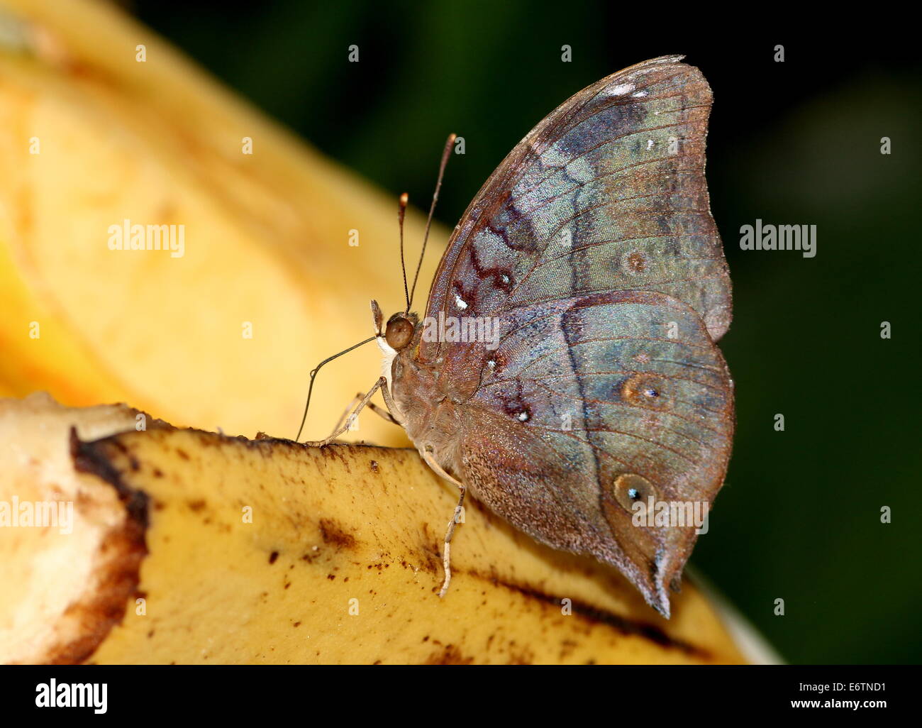 Asian Autumn Leaf a.k.a. (Australian) Leafwing butterfly (Doleschallia bisaltide) seen in profile Stock Photo