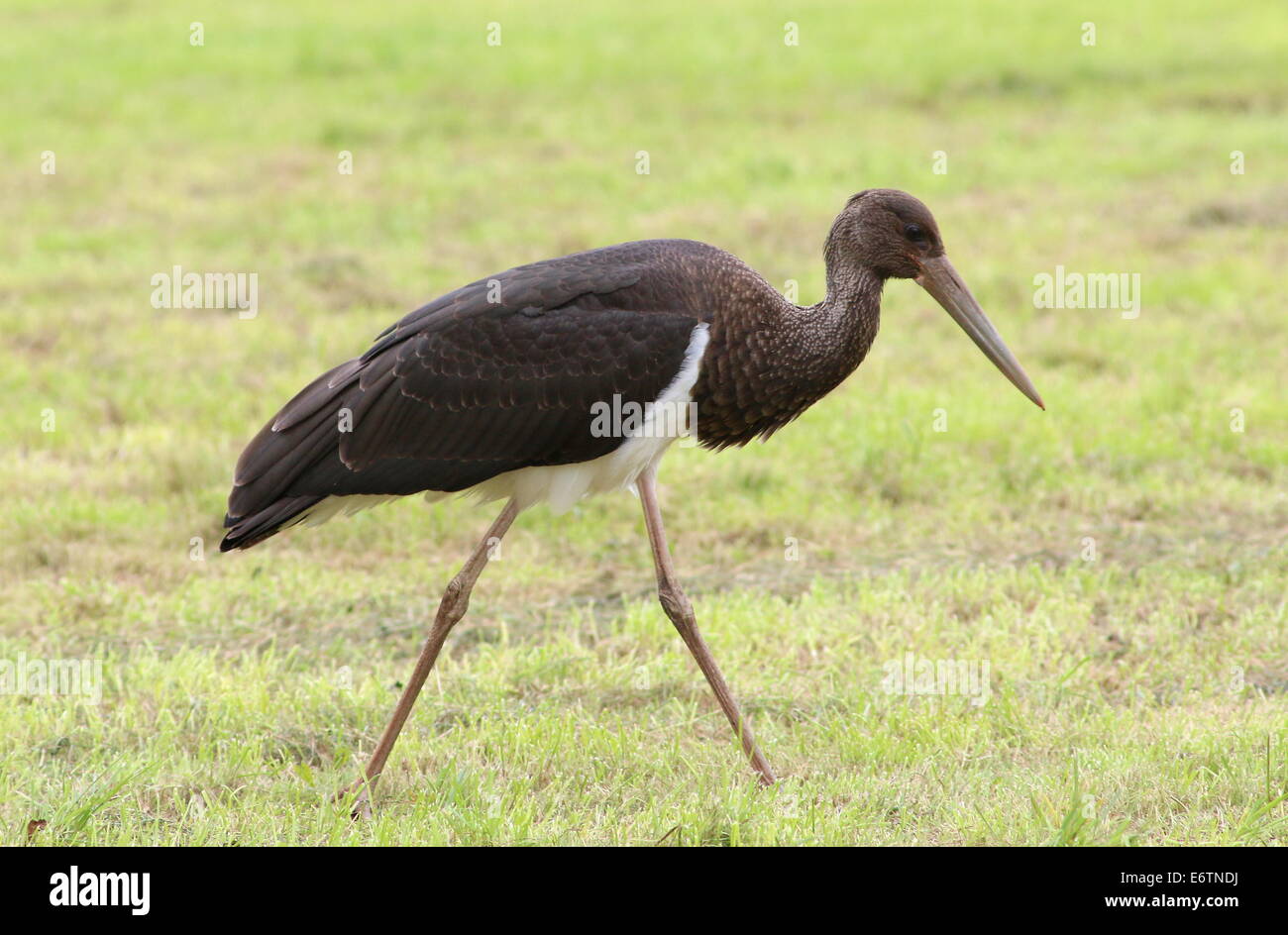 Close-up of a juvenile Black Stork (Ciconia nigra) foraging in a meadow Stock Photo