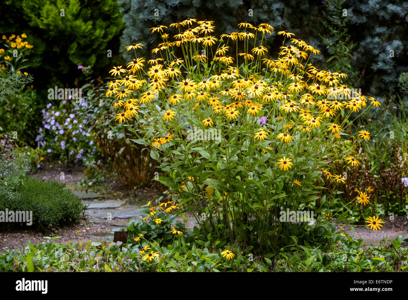 Rudbeckia flowers at the garden path in august Stock Photo