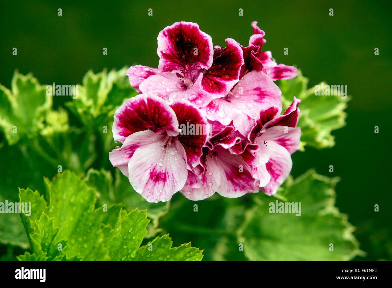 Geranium flower Pelargonium zonale hybrid Stock Photo