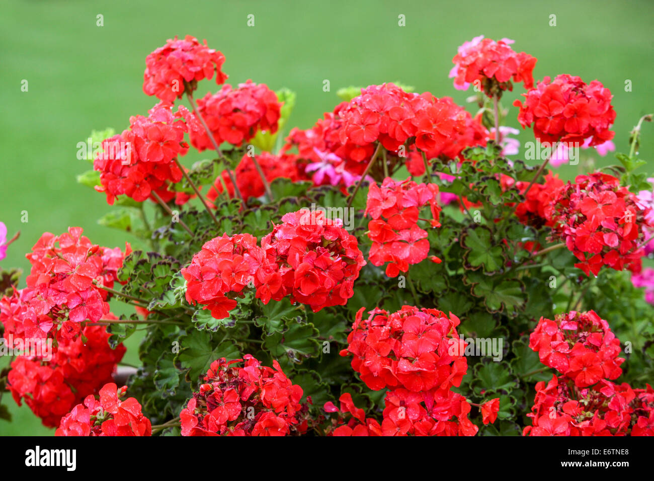 Red Geranium, Red Pelargonium flowers Stock Photo