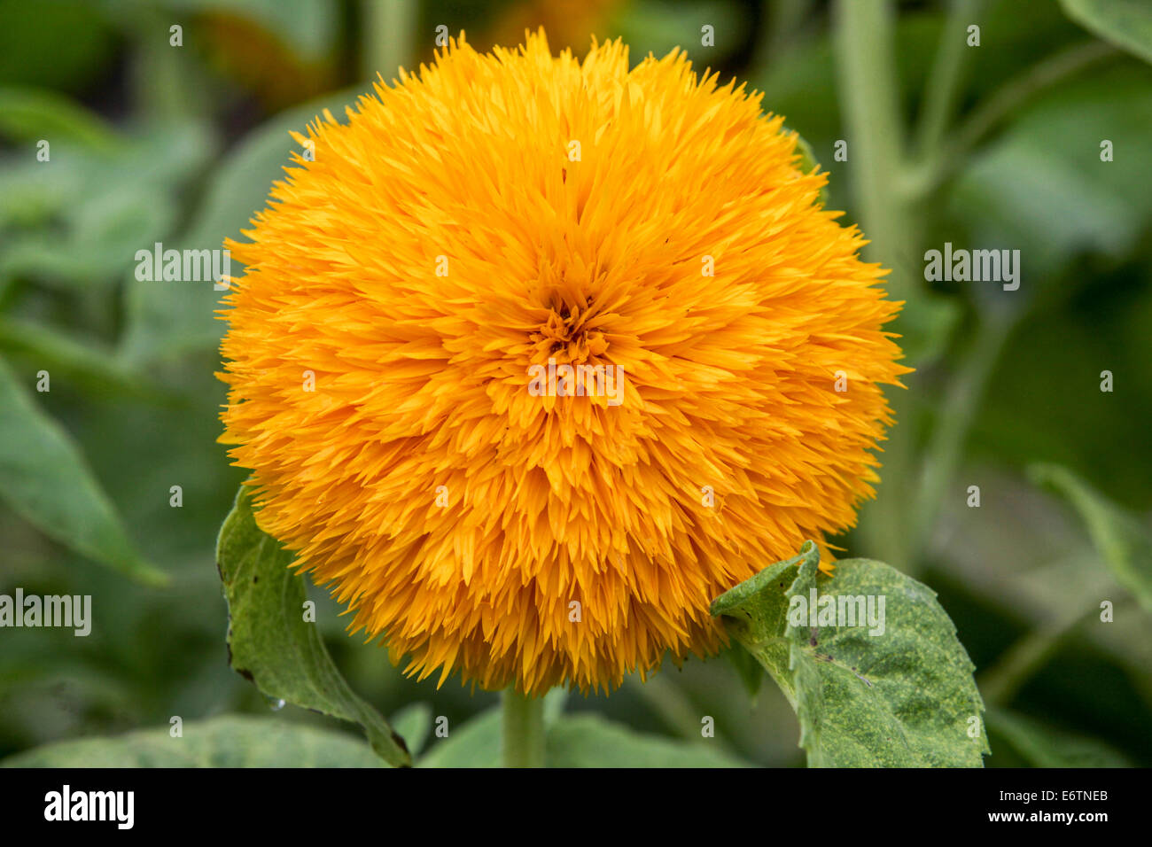 Sunflower garden Helianthus annuus Sungold Stock Photo