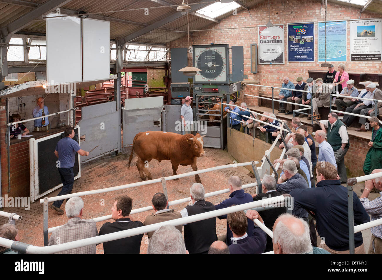 Malton cattle market auction ring with spectators and buyers Stock