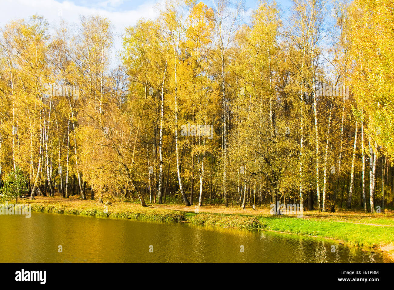 Autumn landscape - golden birch forest near water Stock Photo - Alamy