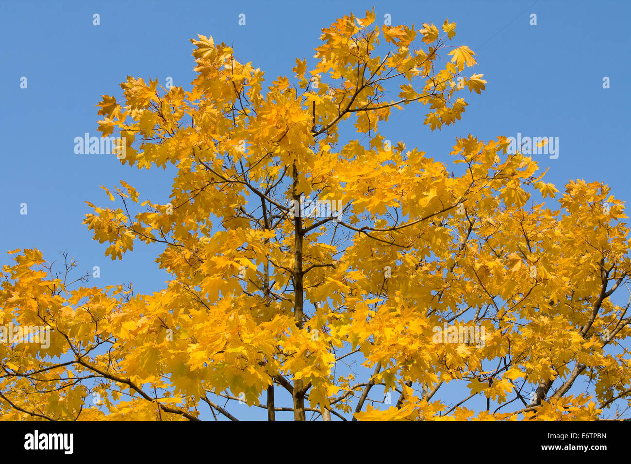 Autumn landscape - branches of maple tree with yellow leaves on blue ...