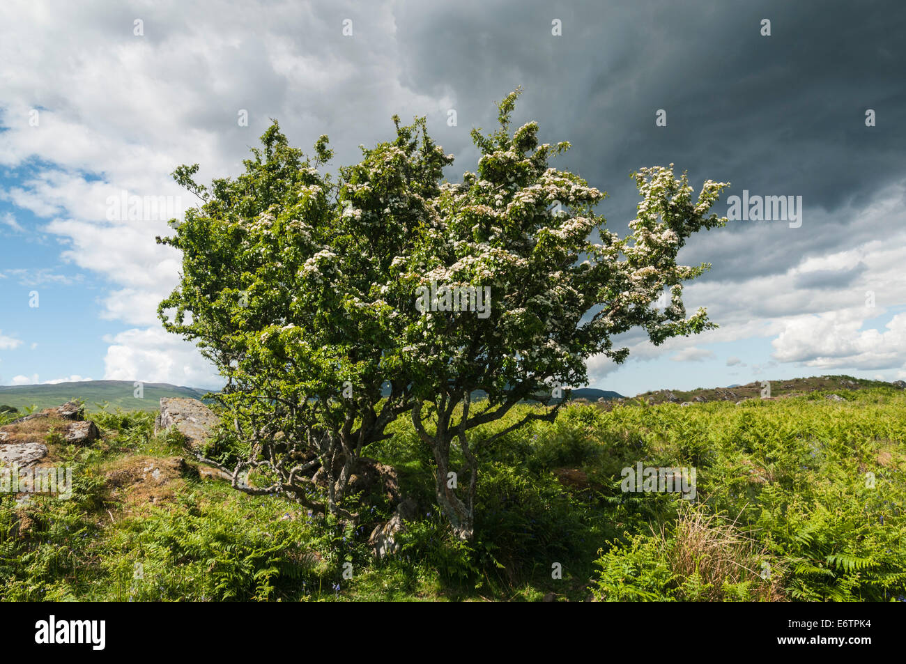 A lone Hawthorn tree, Crataegus monogyna, with a dark brooding sky behind Stock Photo
