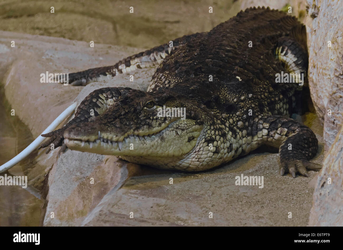 Crocodile aquarium people hi-res stock photography and images - Alamy