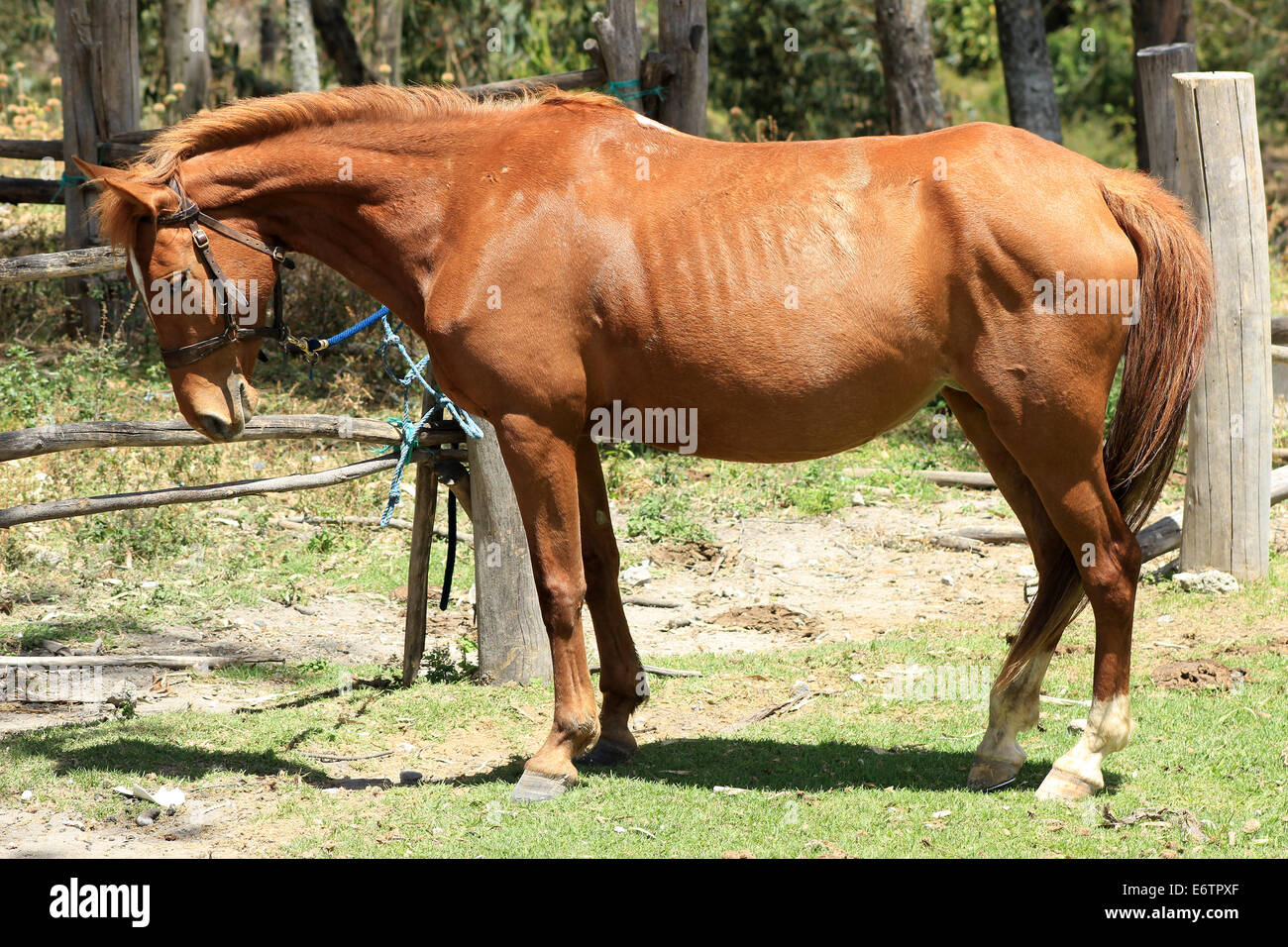 A horse tied to a rail on a farm in Cotacachi, Ecuador Stock Photo
