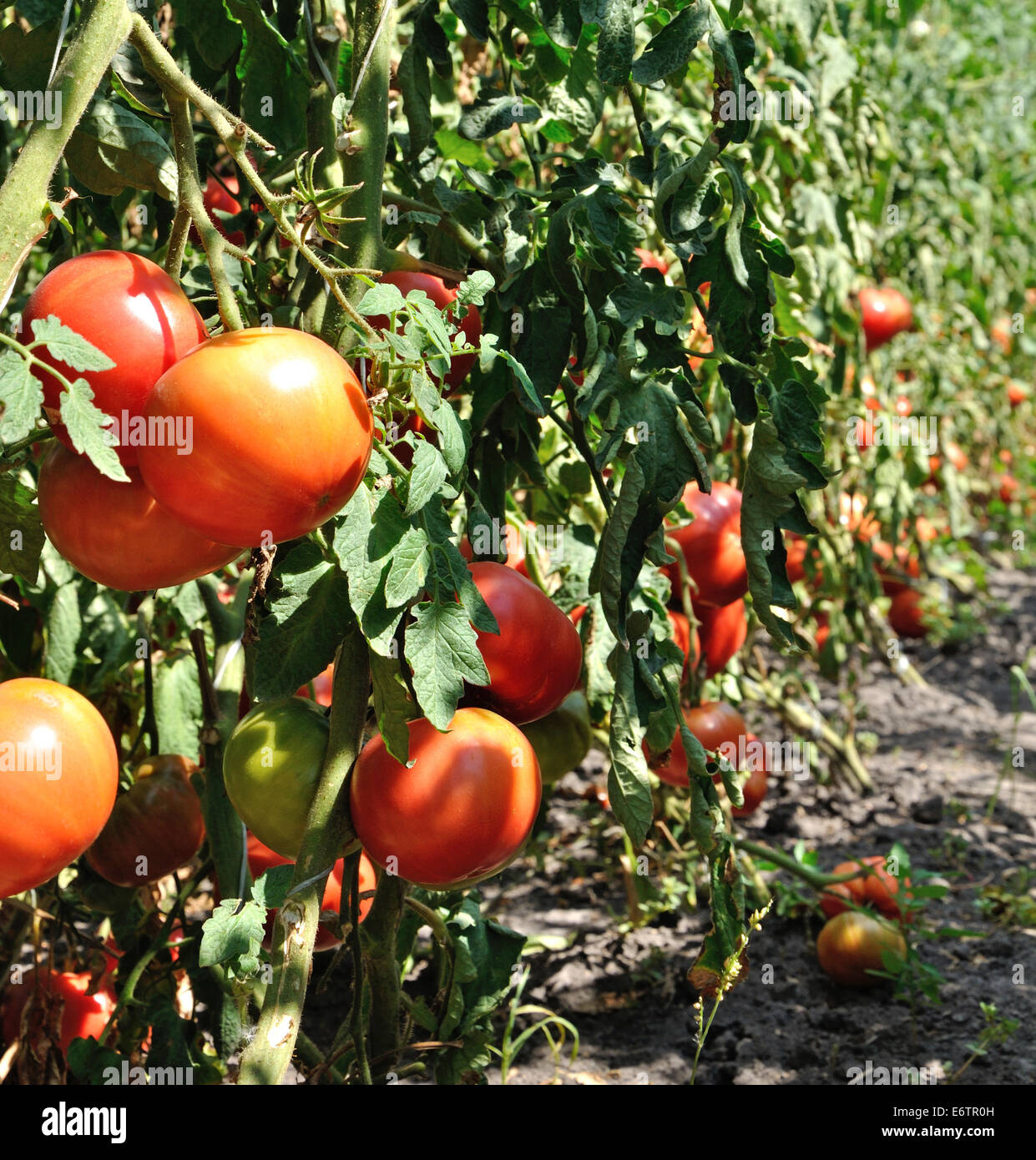 Three big red tomatoes starting a row of the plants Stock Photo - Alamy