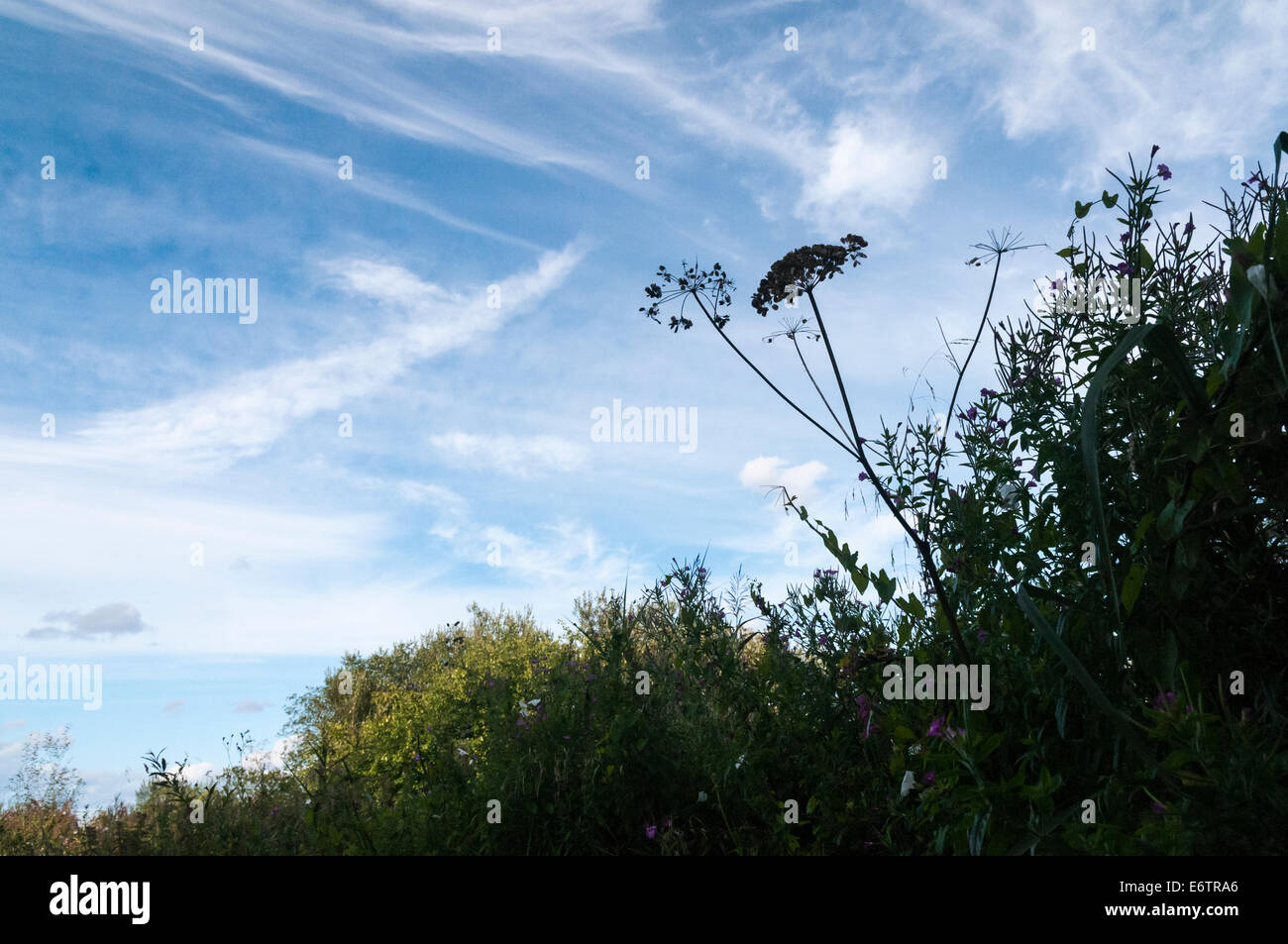 Dead wild Parsley Seed Head, anthriscus sylvestris in a hedgerow, silhouetted against a blue sky. Stock Photo