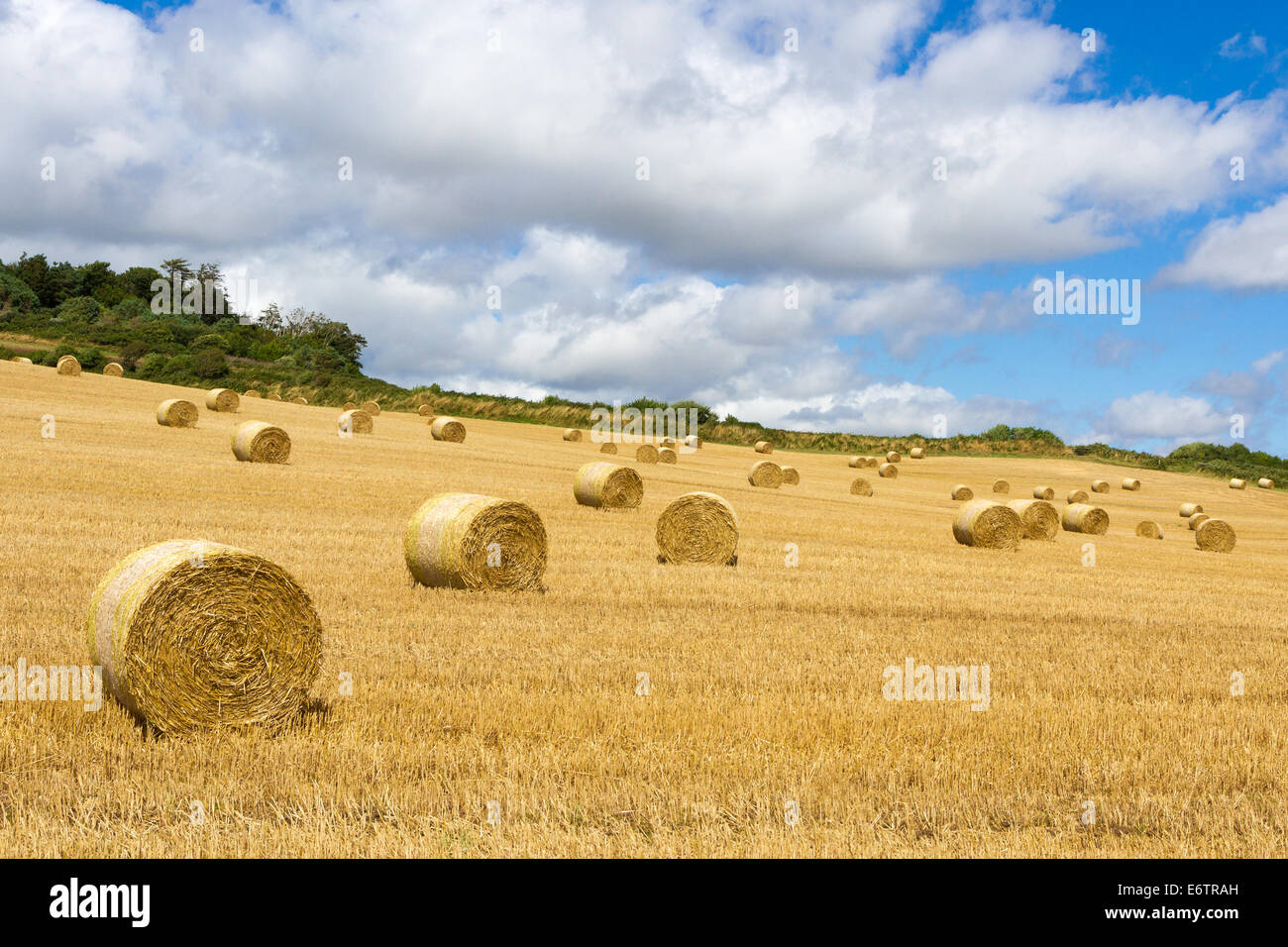 Hay bales in a field in Dorset Stock Photo Alamy