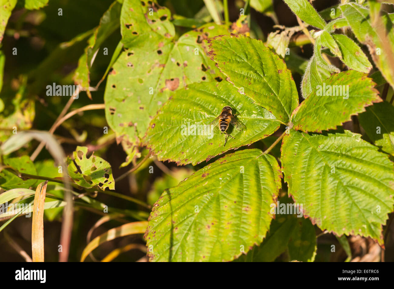 Diptera Two Wings High Resolution Stock Photography and Images - Alamy