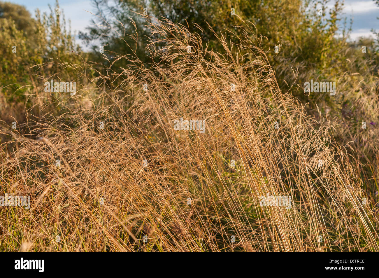 Deschampsia Cespitosa Winter