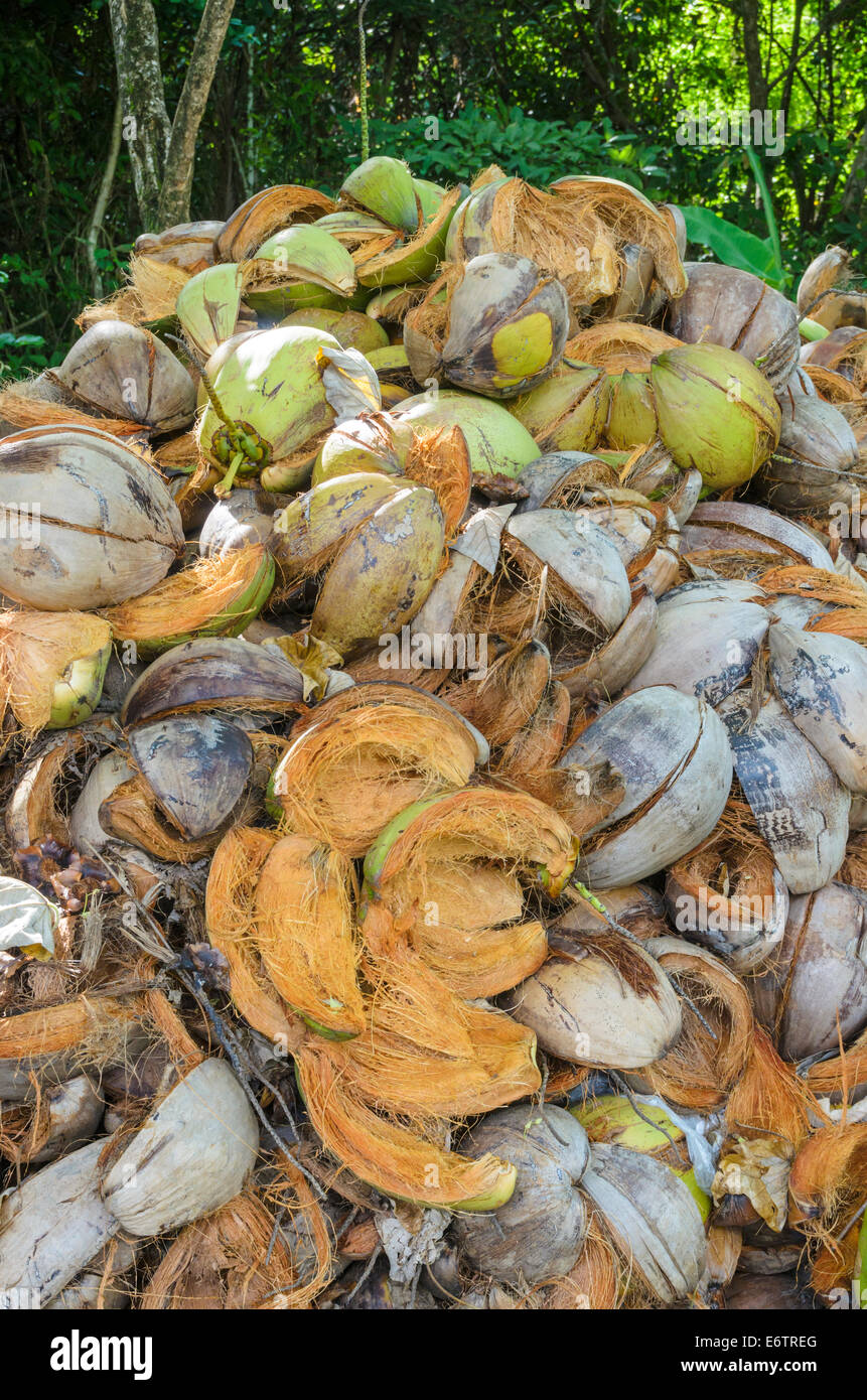 Pile of discarded coconut husks in Thailand Stock Photo
