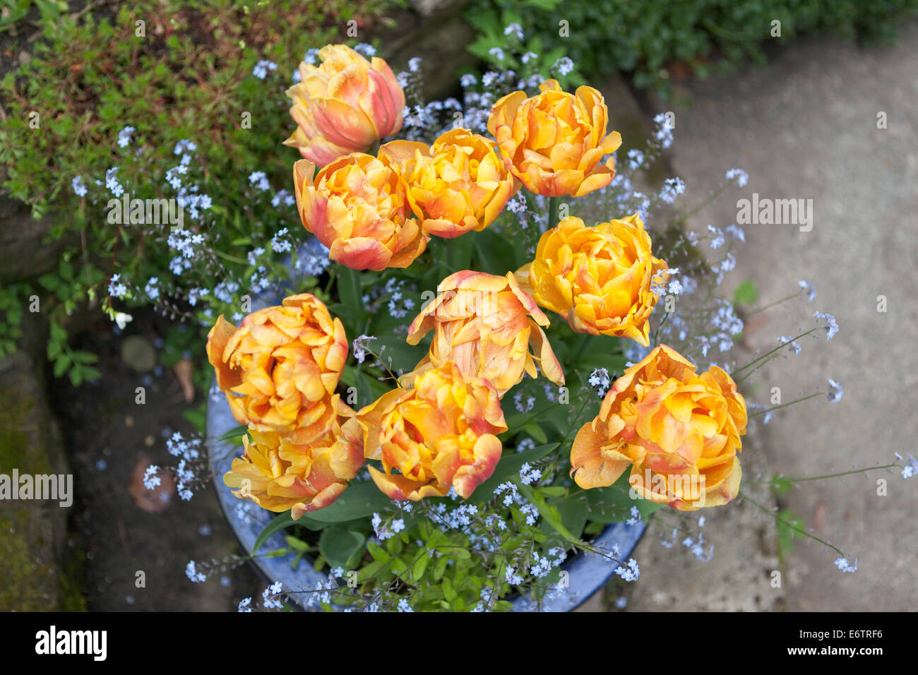 Bowl of orange/yellow tulips and forget-me-nots Stock Photo