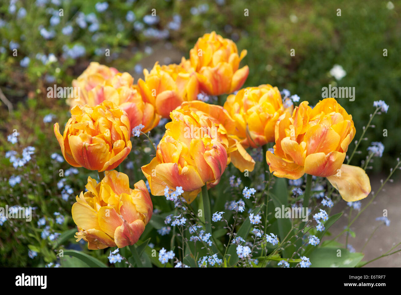 Bowl of orange/yellow tulips and forget-me-nots Stock Photo