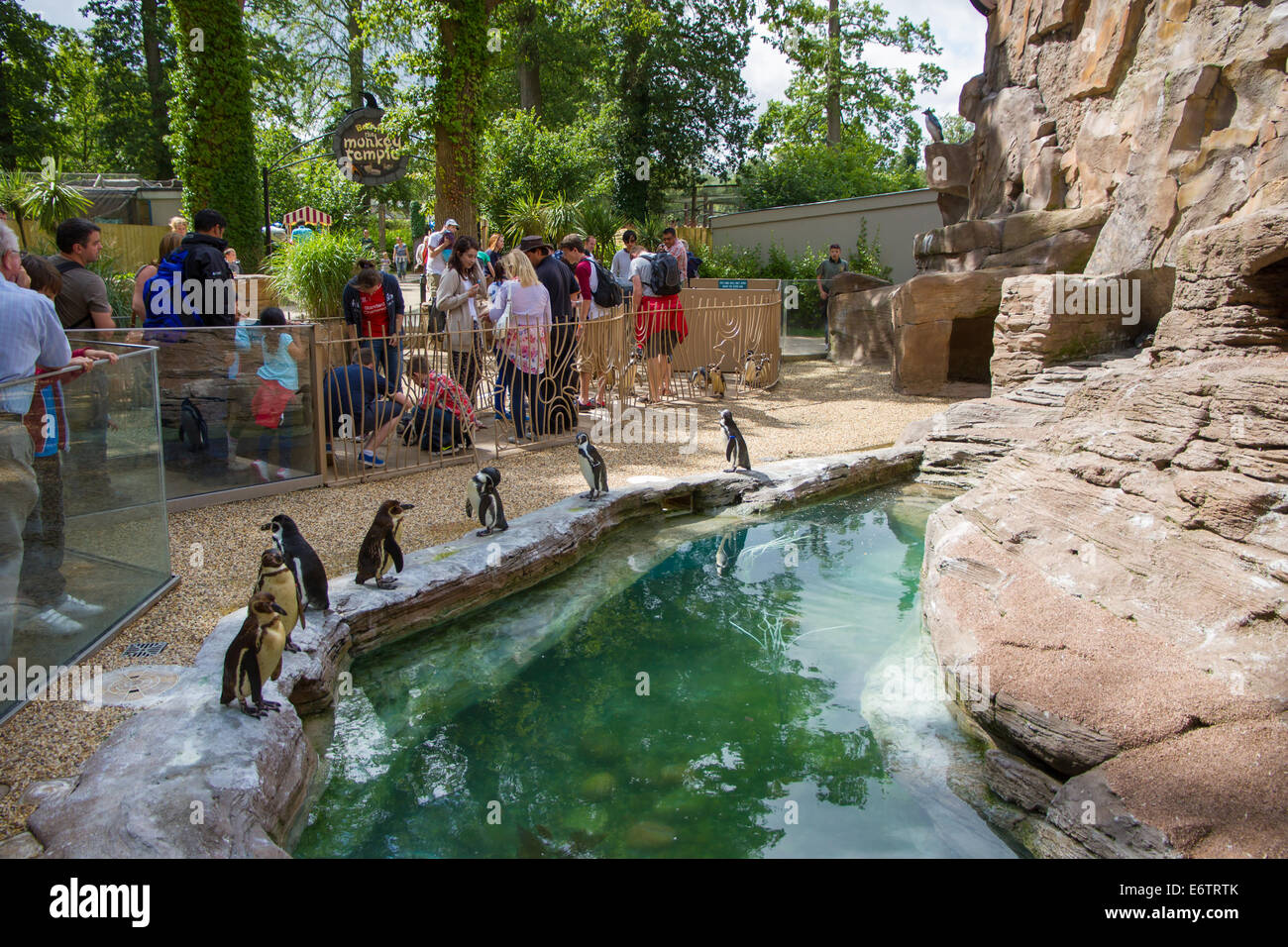 The Penguin enclosure at Longleat Safari Park Stock Photo - Alamy