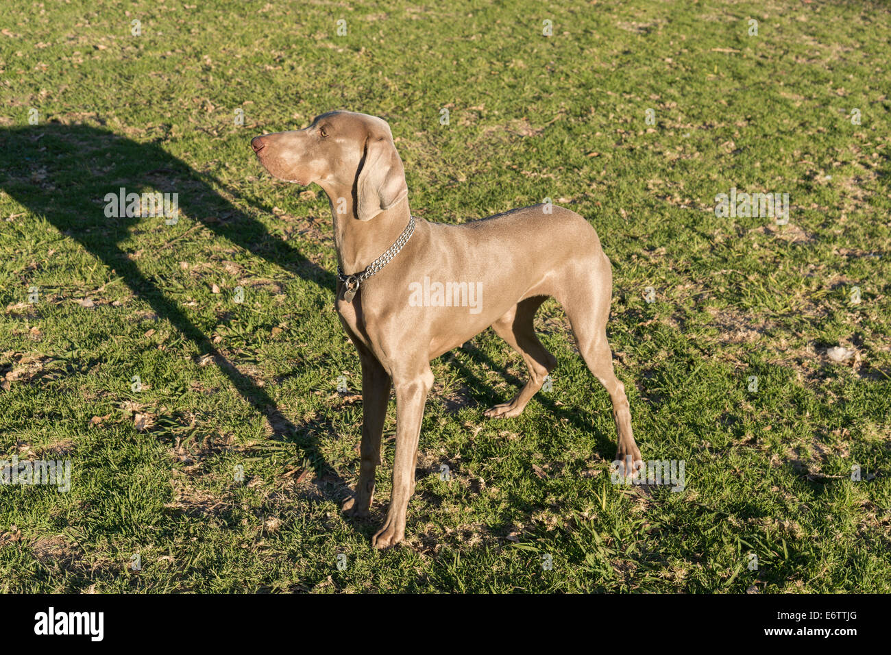 A female Weimaraner dog, standing on the grass in a park, looking at the left, hunting purebred Stock Photo