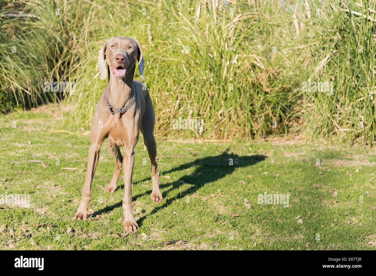A happy dog, standing on the grass in a park, looking at the camera, purebred hunting female Weimaraner Stock Photo