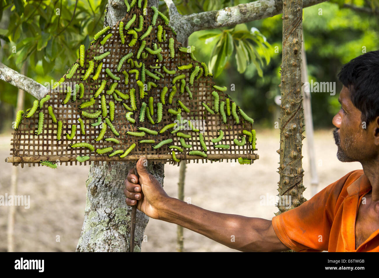 Muga Silkworms released on a Som tree (Machilus Bombycina) in the