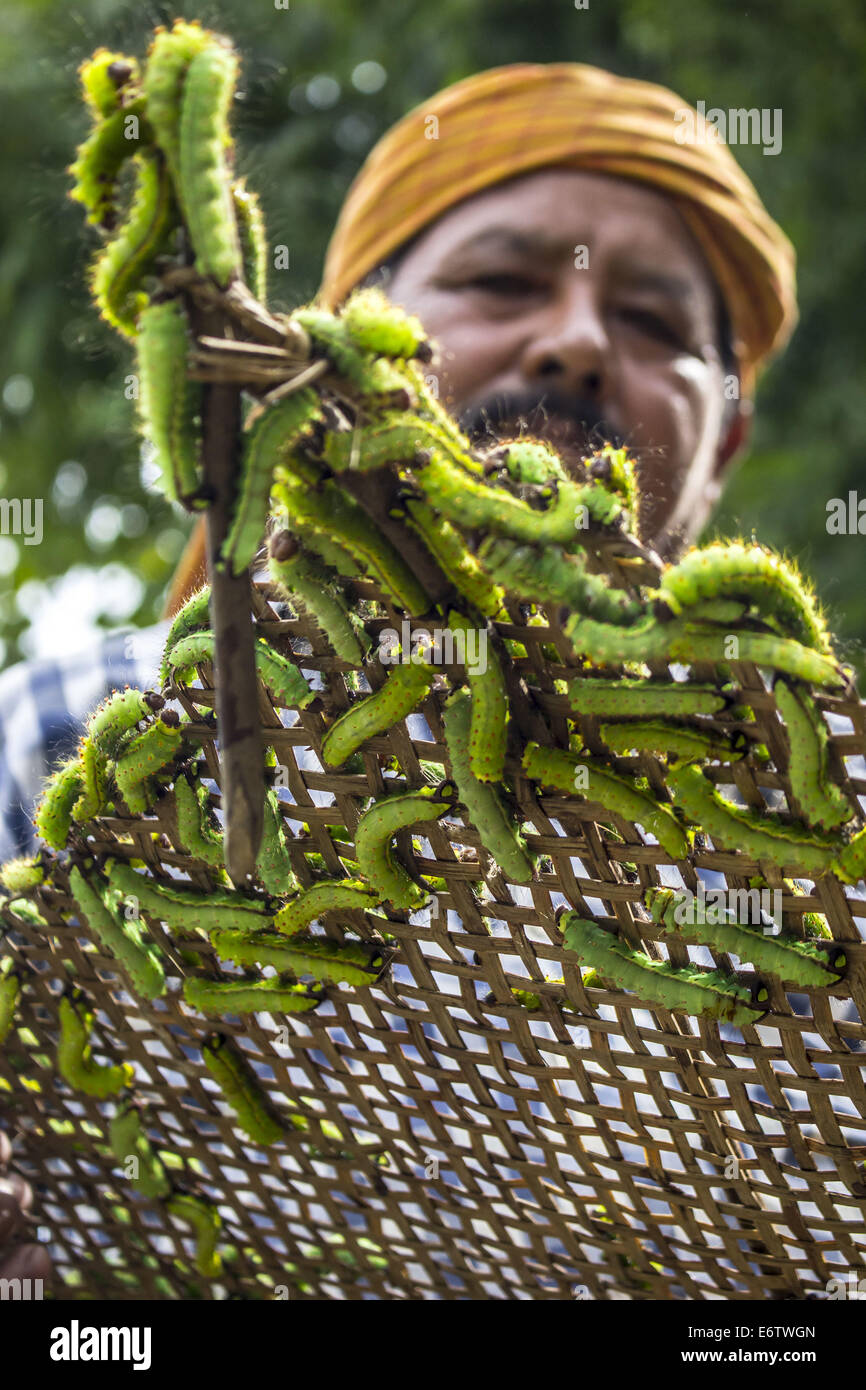 Muga silkworm hires stock photography and images Alamy
