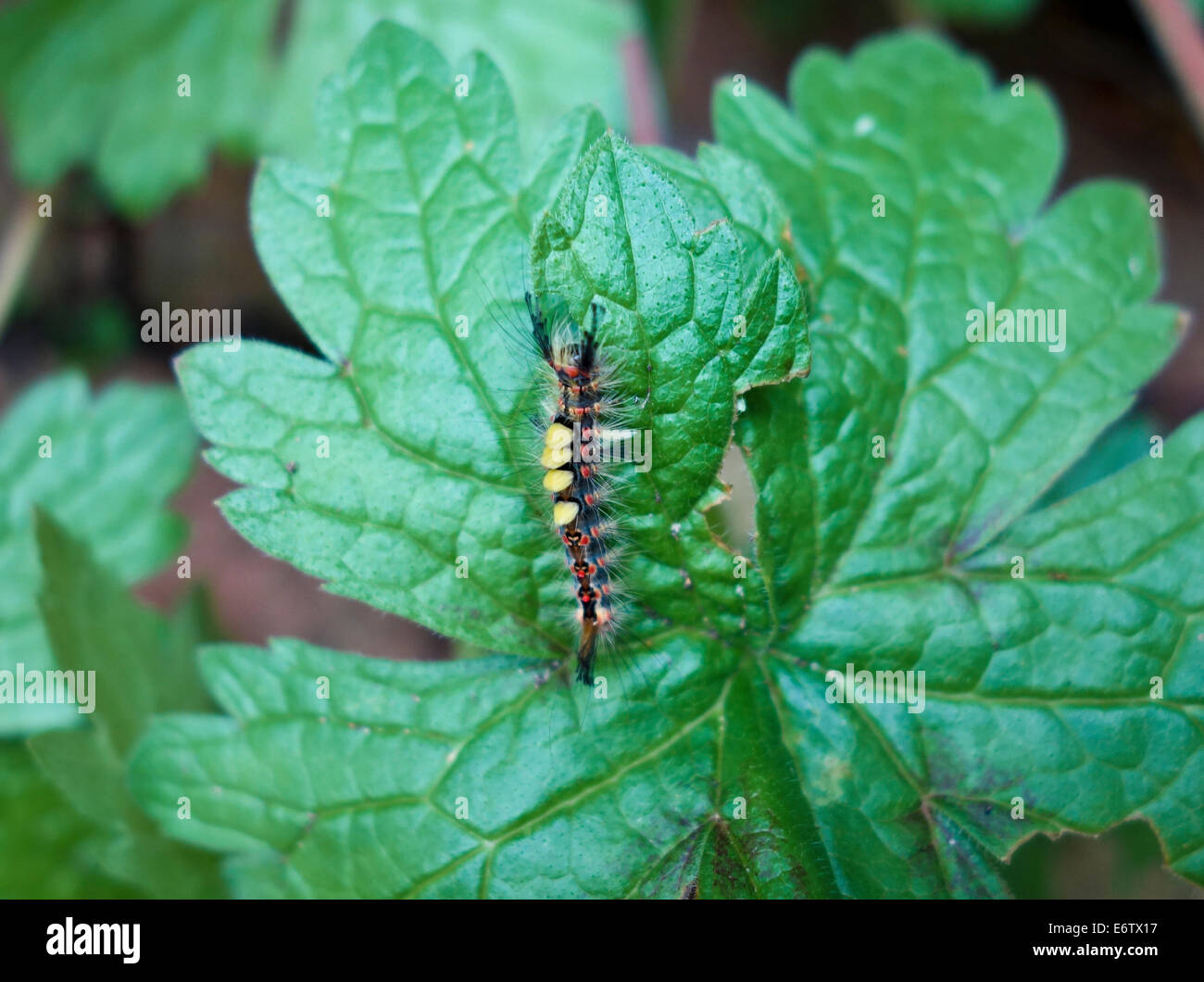 Rusty Tussock Moth or Vapourer, Orgyia antiqua Caterpillar Stock Photo