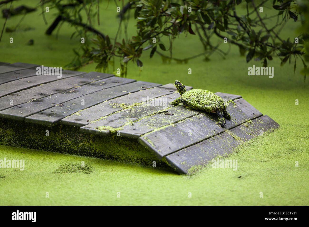 Florida Red Bellied Turtles Covered in Duck Weed Stock Photo