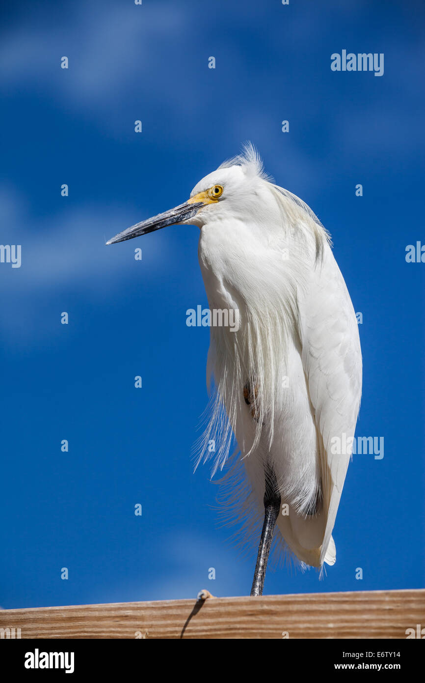 Snowy Egret (Egretta thula) perched against blue sky in Florida Stock Photo