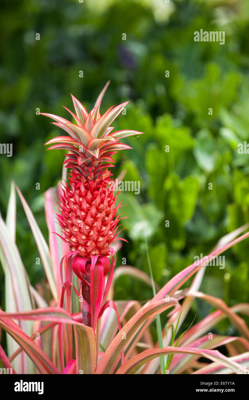 Bromeliad Red Pineapple Ananas bracteatus at the Naples, Florida