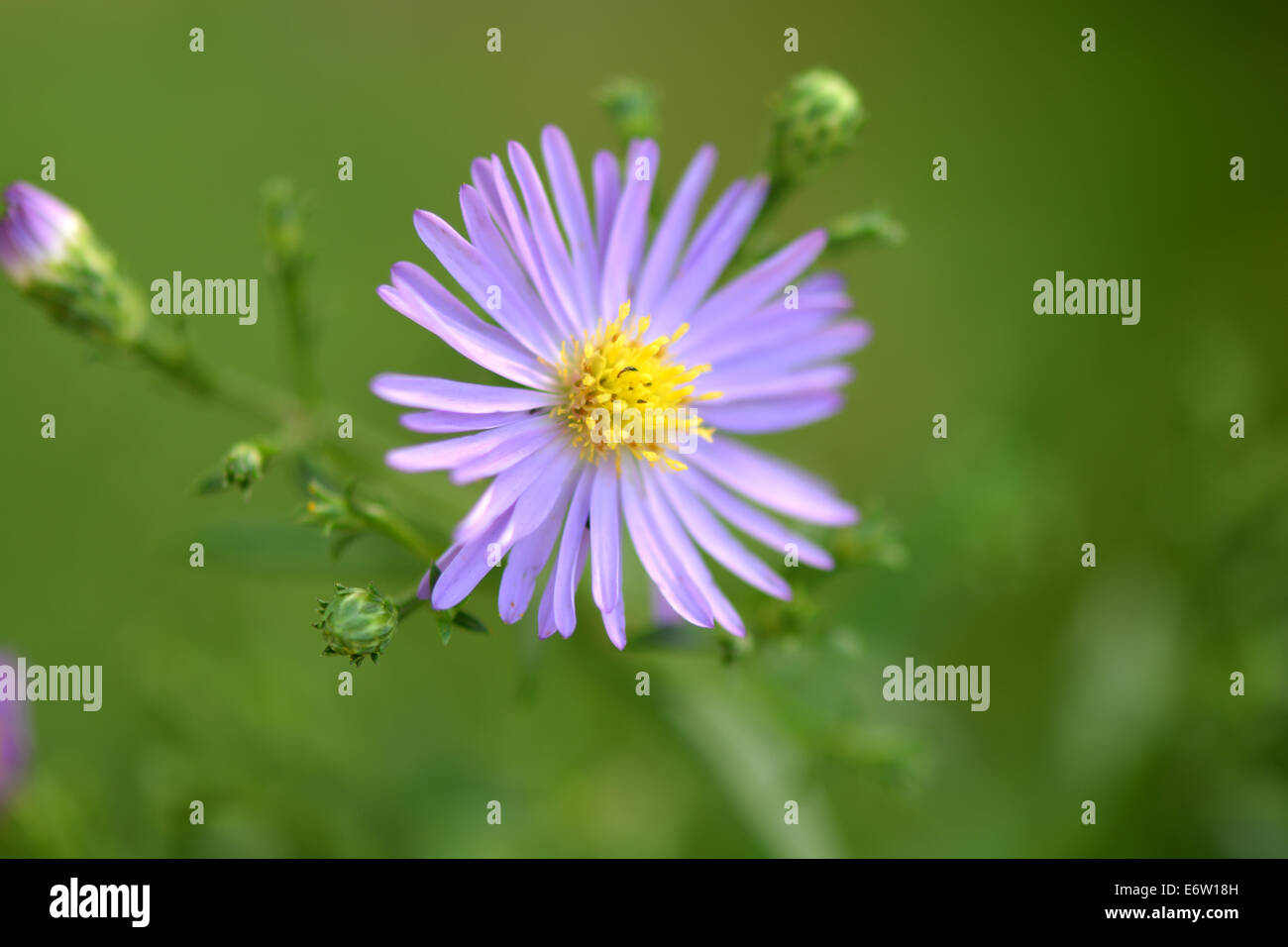 blue camomile's flower Stock Photo