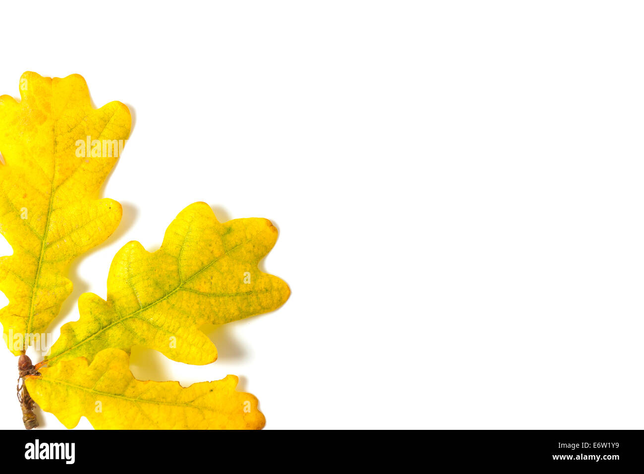 Yellow autumn leaf oak isolated on white background Stock Photo - Alamy