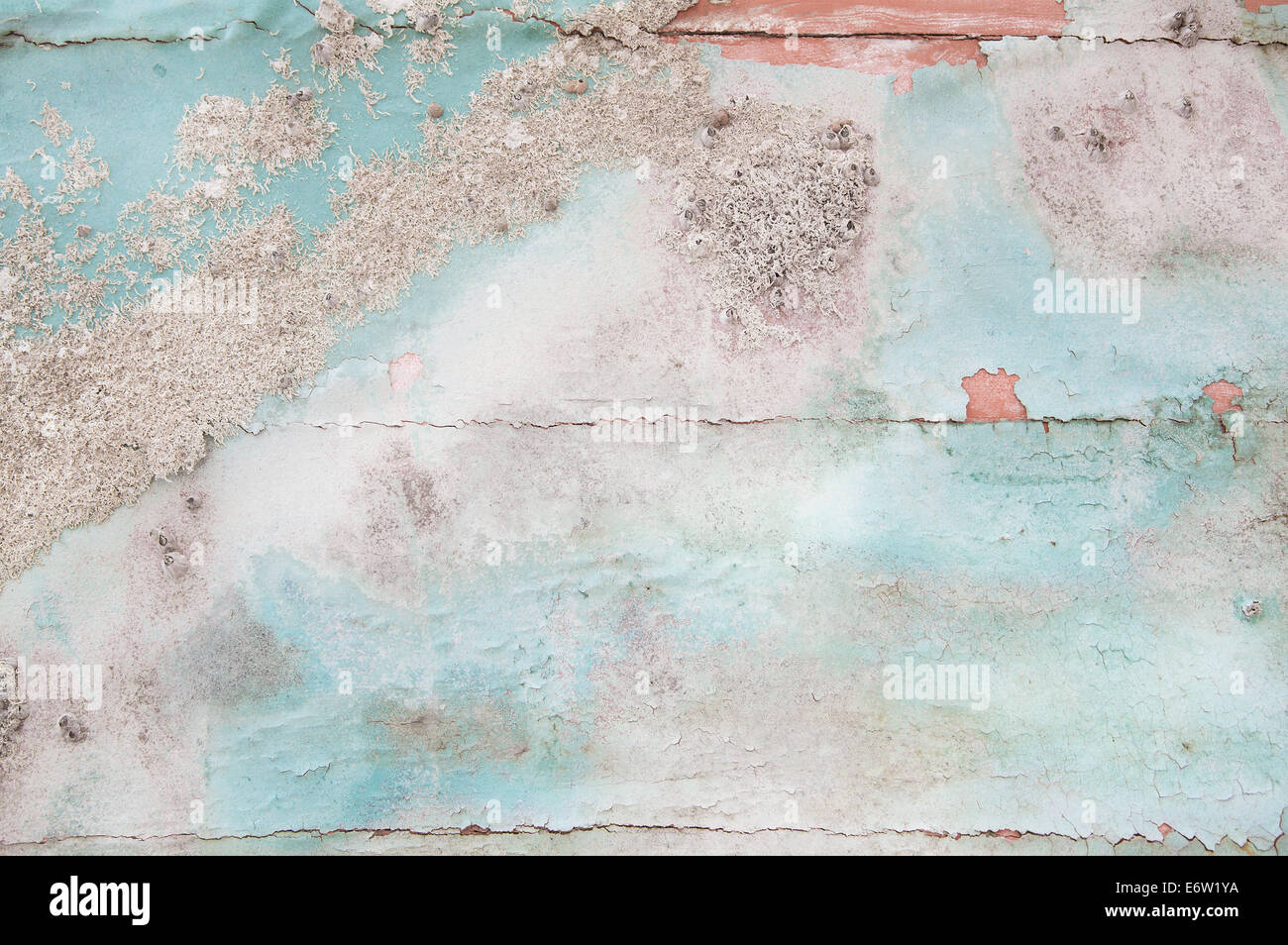 Old wooden shabby chic background with aged calcification of mussels and fossils in turquoise pastel colors. Stock Photo