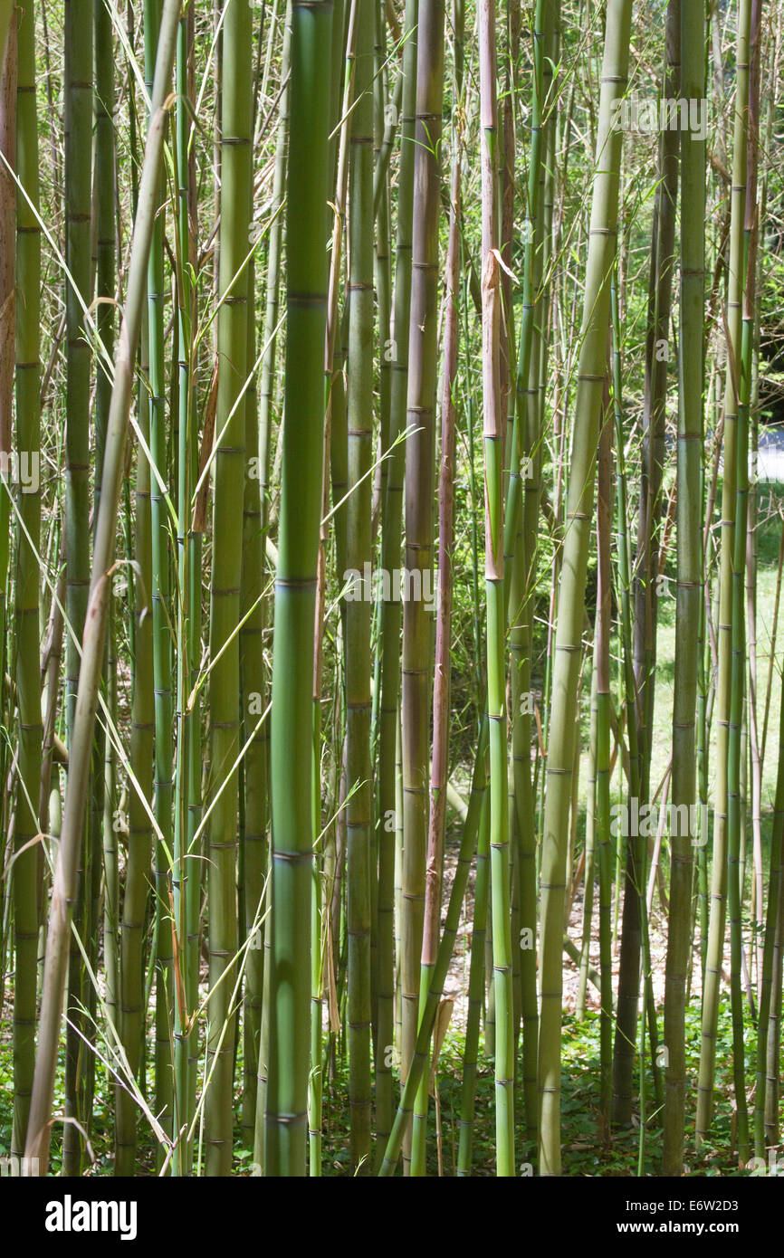 A close growing forest of green bamboo stalks in summertime Stock Photo