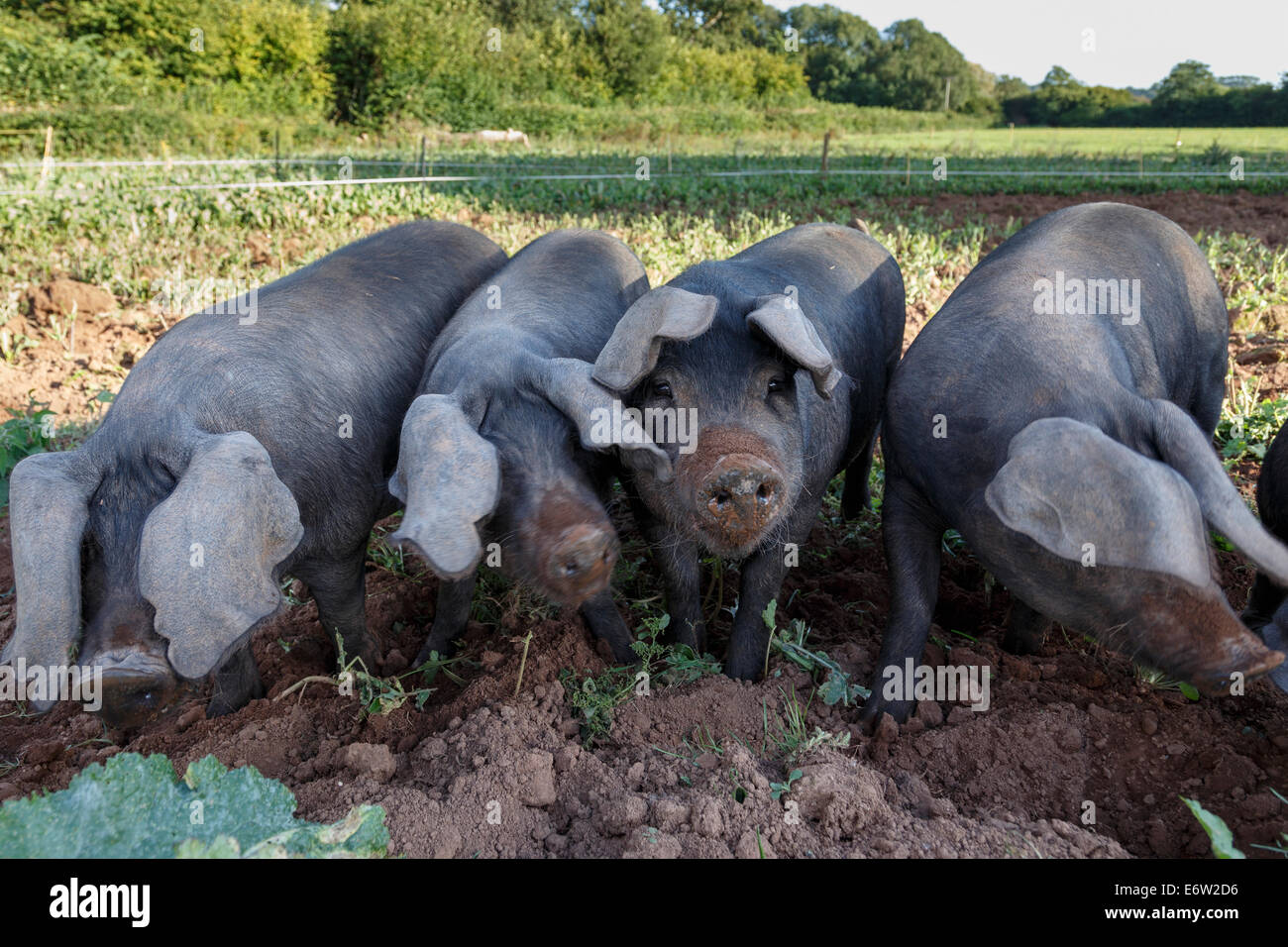 Four, rare breed,  large black pigs happily foraging in a field. Stock Photo
