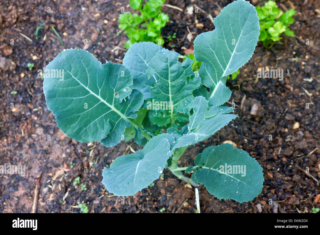 Close up of a broccoli plant in wet soil growing in a summer garden