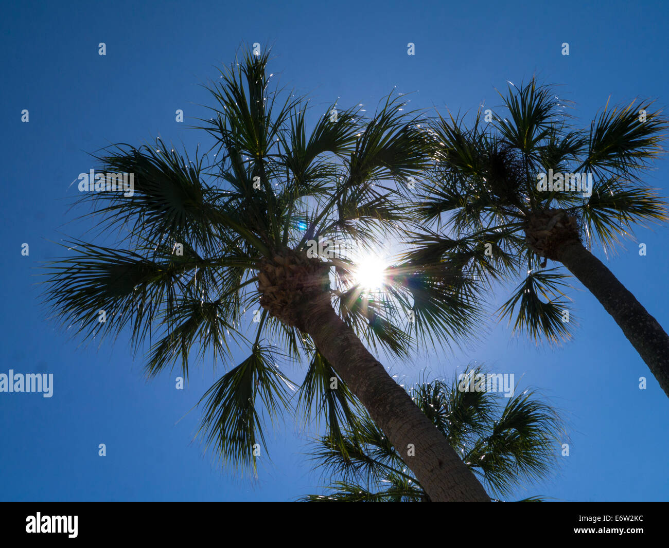 Backlit palm trees with starburst sun shining though trees Stock Photo