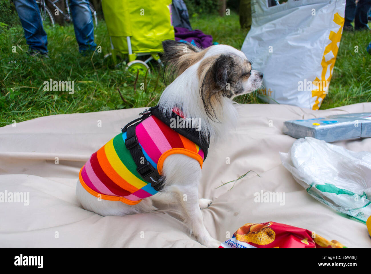 gay dog sweater