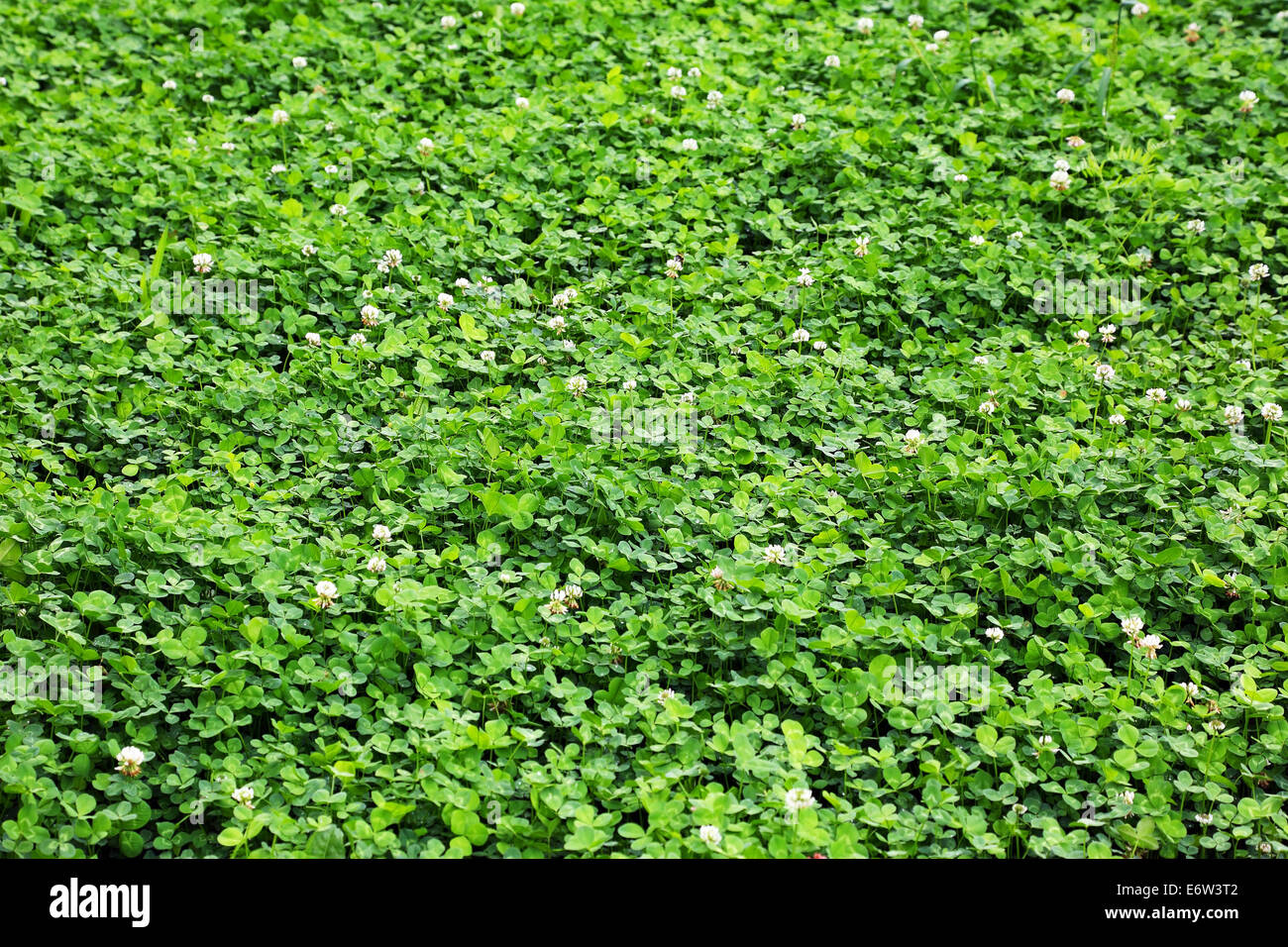 green clover on the lawn, horizontal image Stock Photo