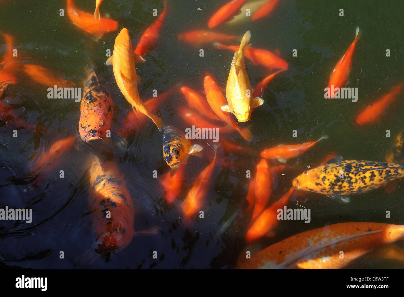 Beautiful Koi fish feeding in a natural pond Stock Photo Alamy