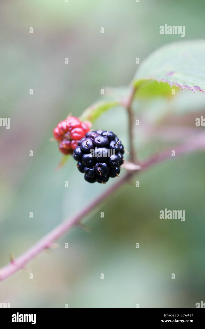 Rubus fruticosus. Blackberries ripening in the hedgerow in Autumn. Stock Photo