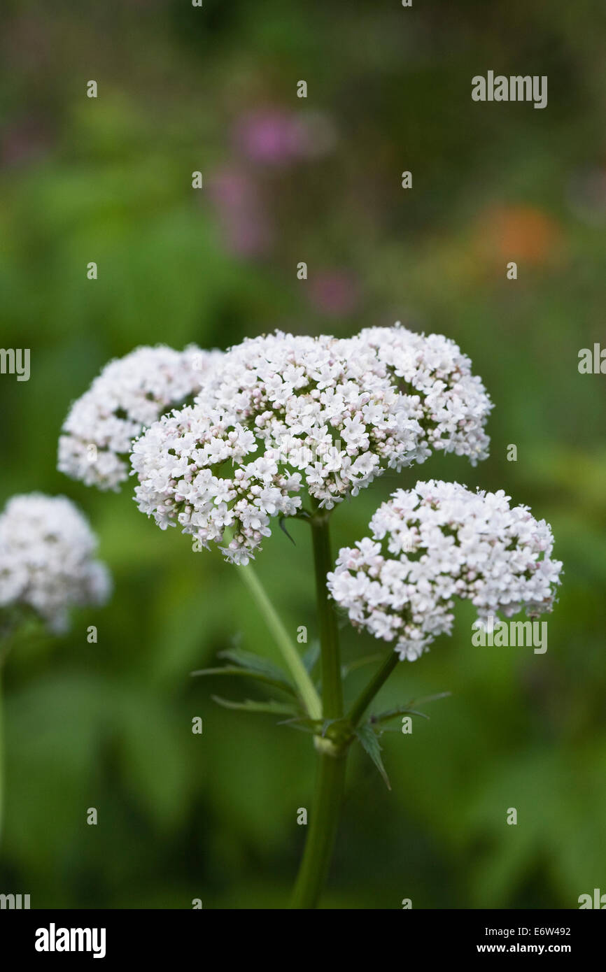 Valerian Herb High Resolution Stock Photography and Images - Alamy
