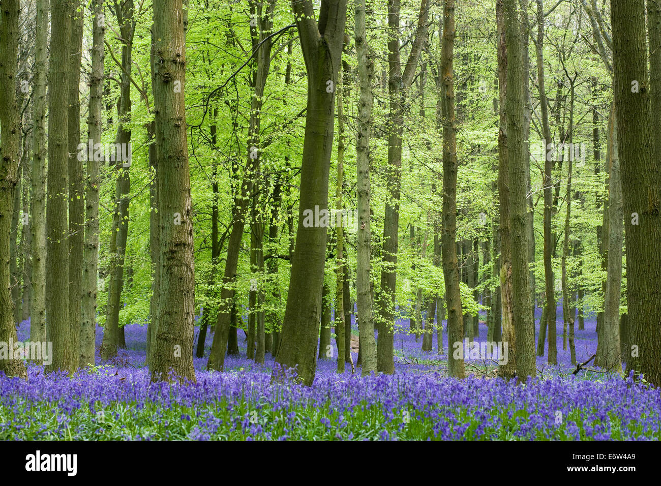 Hyacinthoides non scripta. An English bluebell wood in Spring. Stock Photo