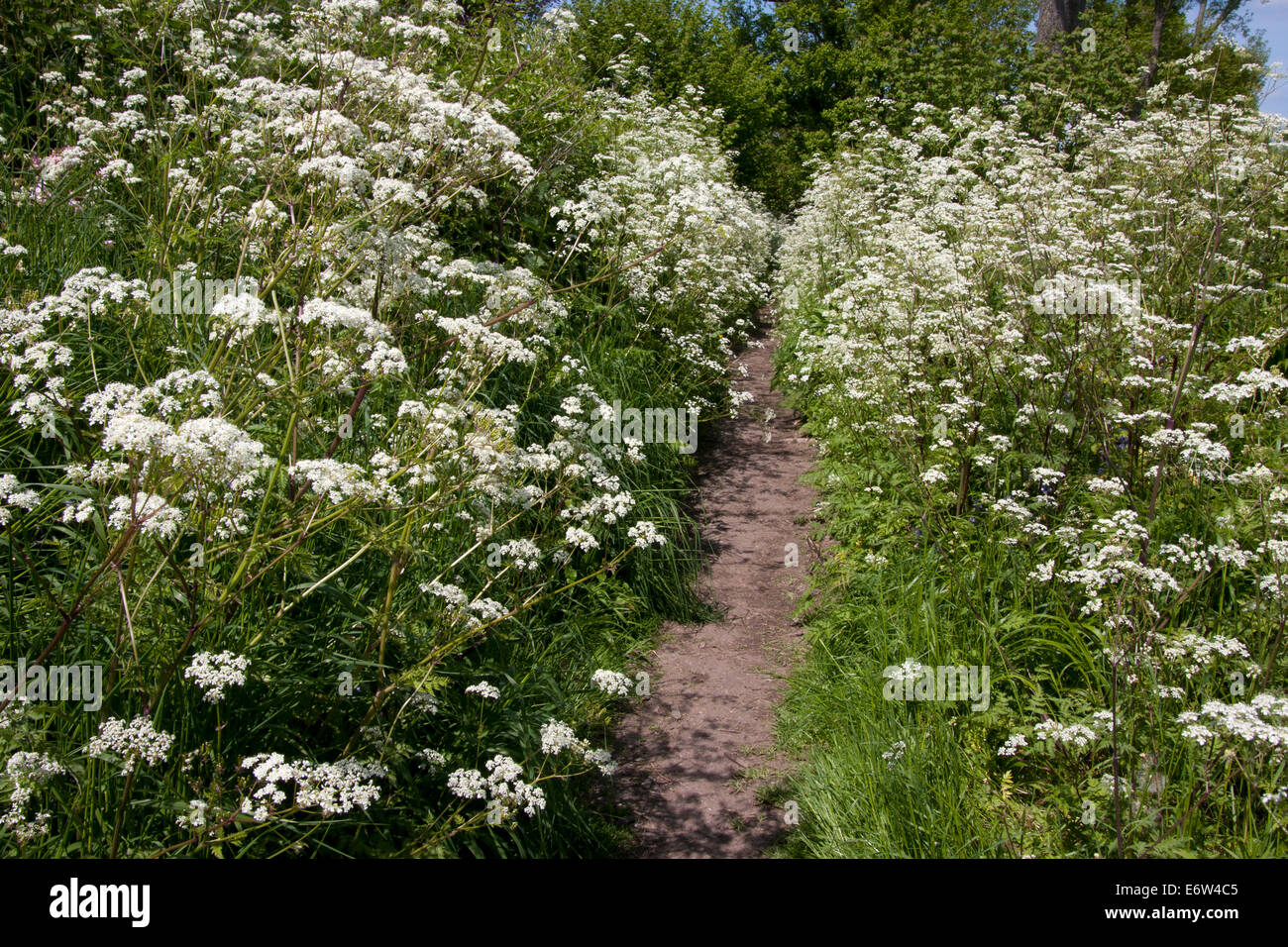cow parsley, Anthriscus sylvestris, growing along trail, Bramber, West Sussex Stock Photo