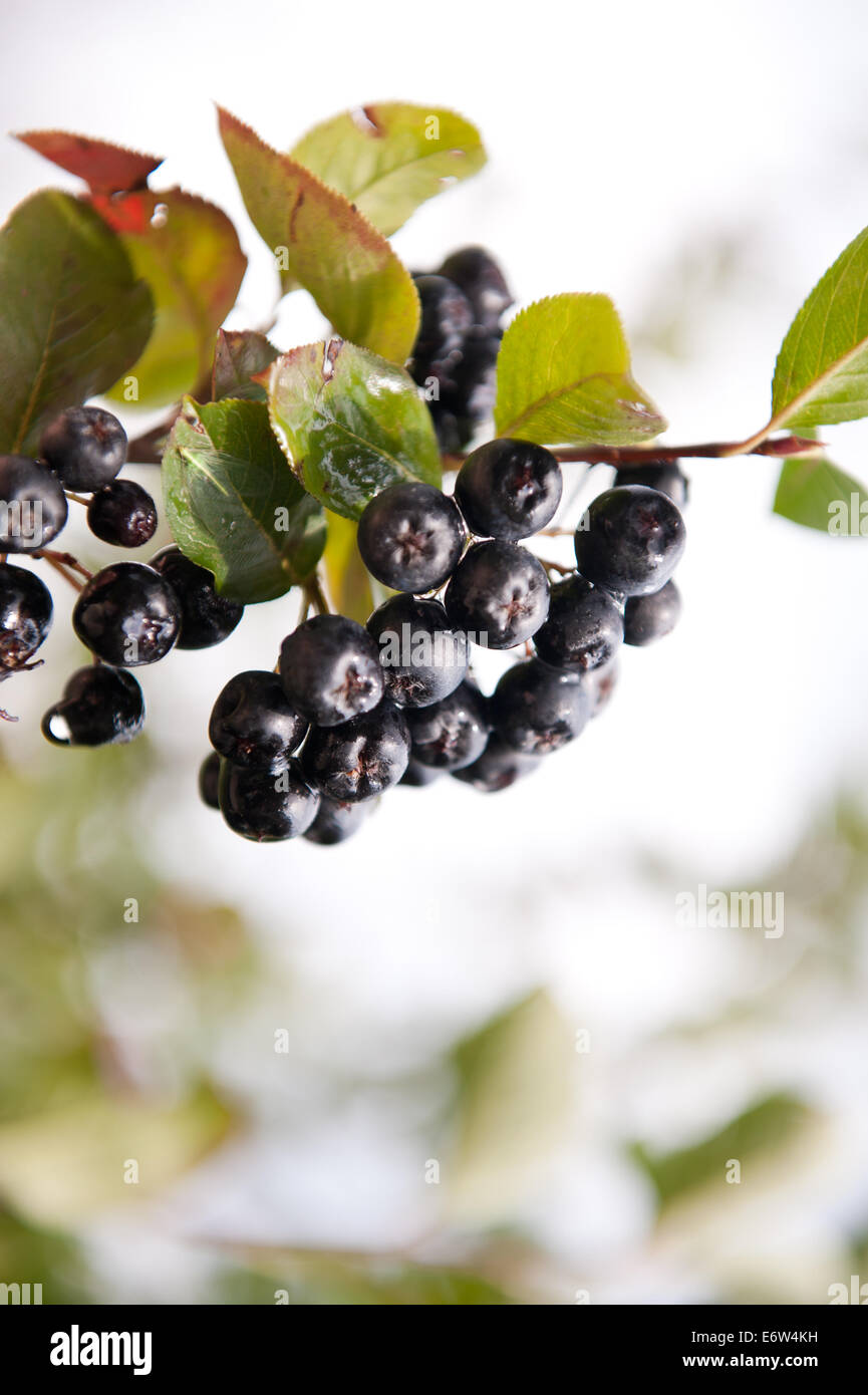 Chokeberries or aronia fruits Stock Photo