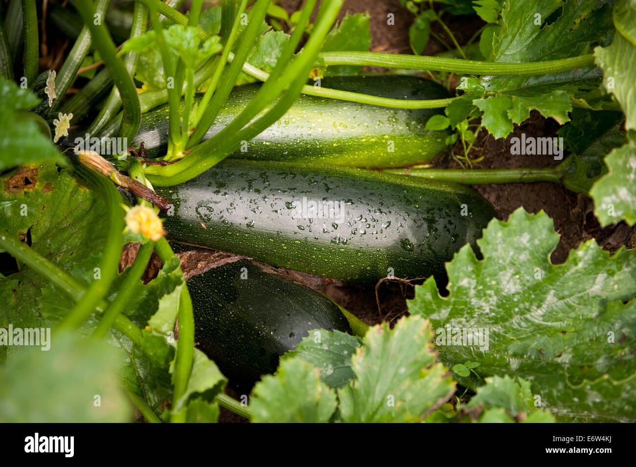 Zucchini or courgette vegetables Stock Photo
