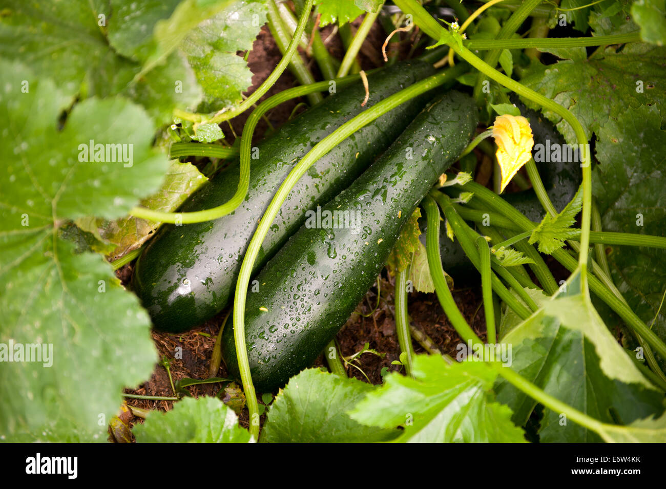 Zucchini or courgette plants grow Stock Photo