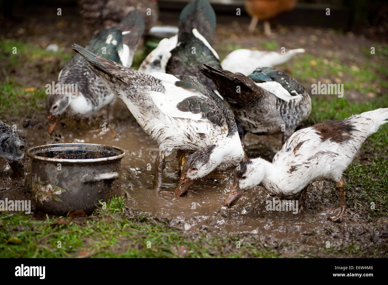 Farm ducks sip mud Stock Photo - Alamy Farm ducks sip mud Stock Photo - Alamy